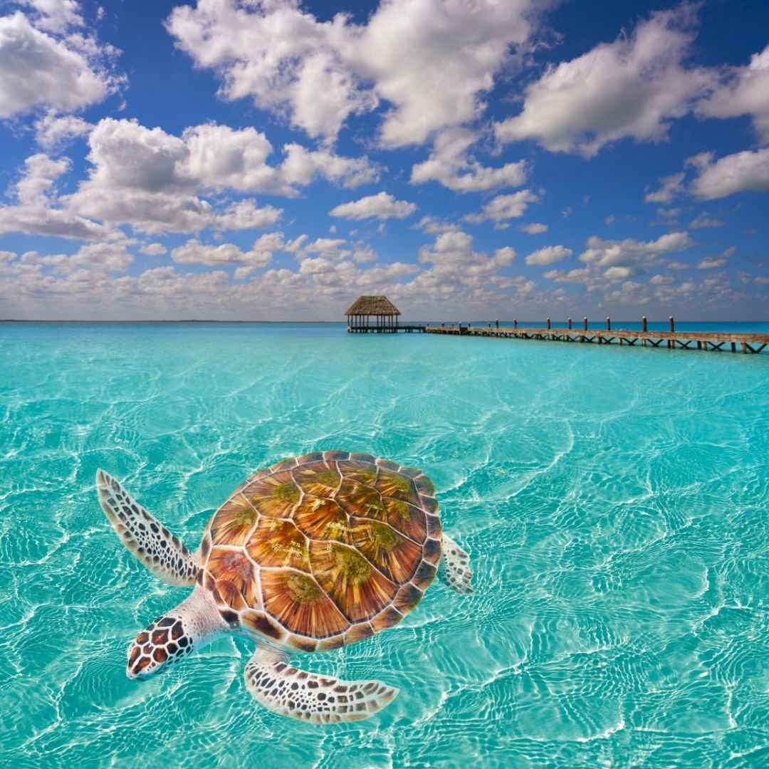 A sea turtle swimming in clear turquoise water